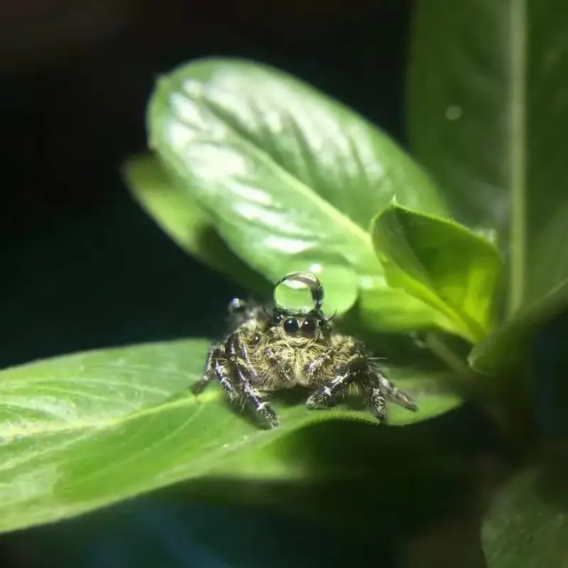 跳蛛---------密丛中的萌面杀手