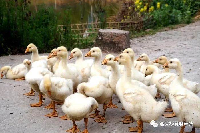 怎么趴着促进排便 fe24592a3345cc96f7d5ef299c76905b0eb7b9af.jpg