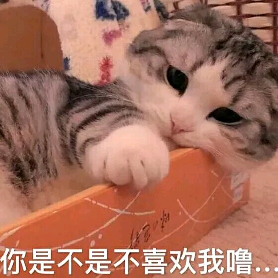 小可爱,猫咪表情包要么?⑩