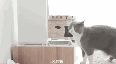非要让我对号入座的话 我就承认了吧 你看看这只白色长毛怪 有事没事