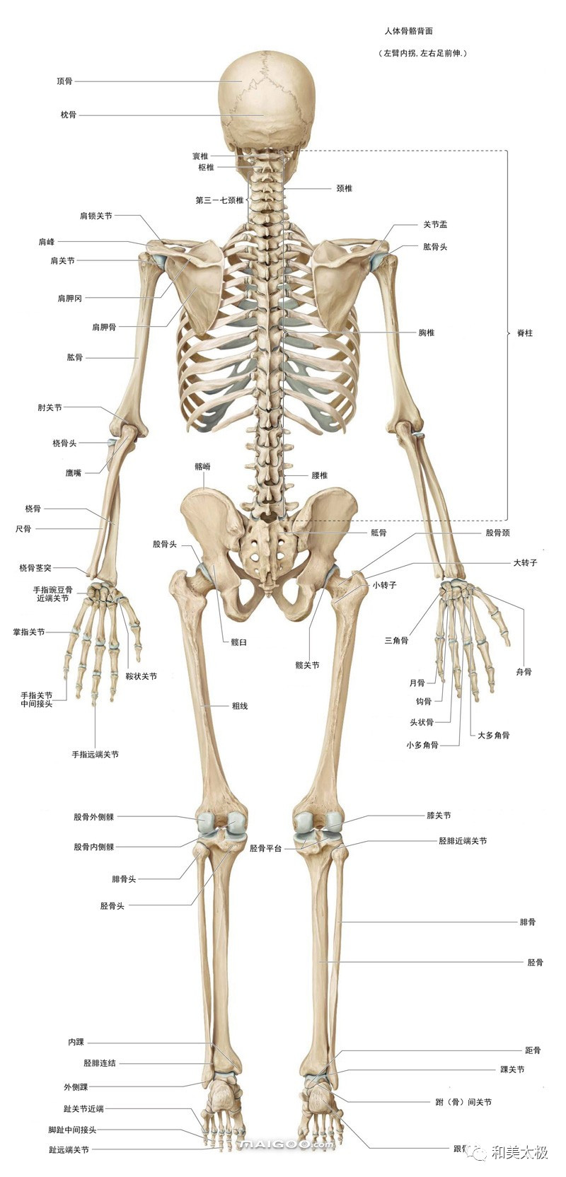 人体骨骼背面
