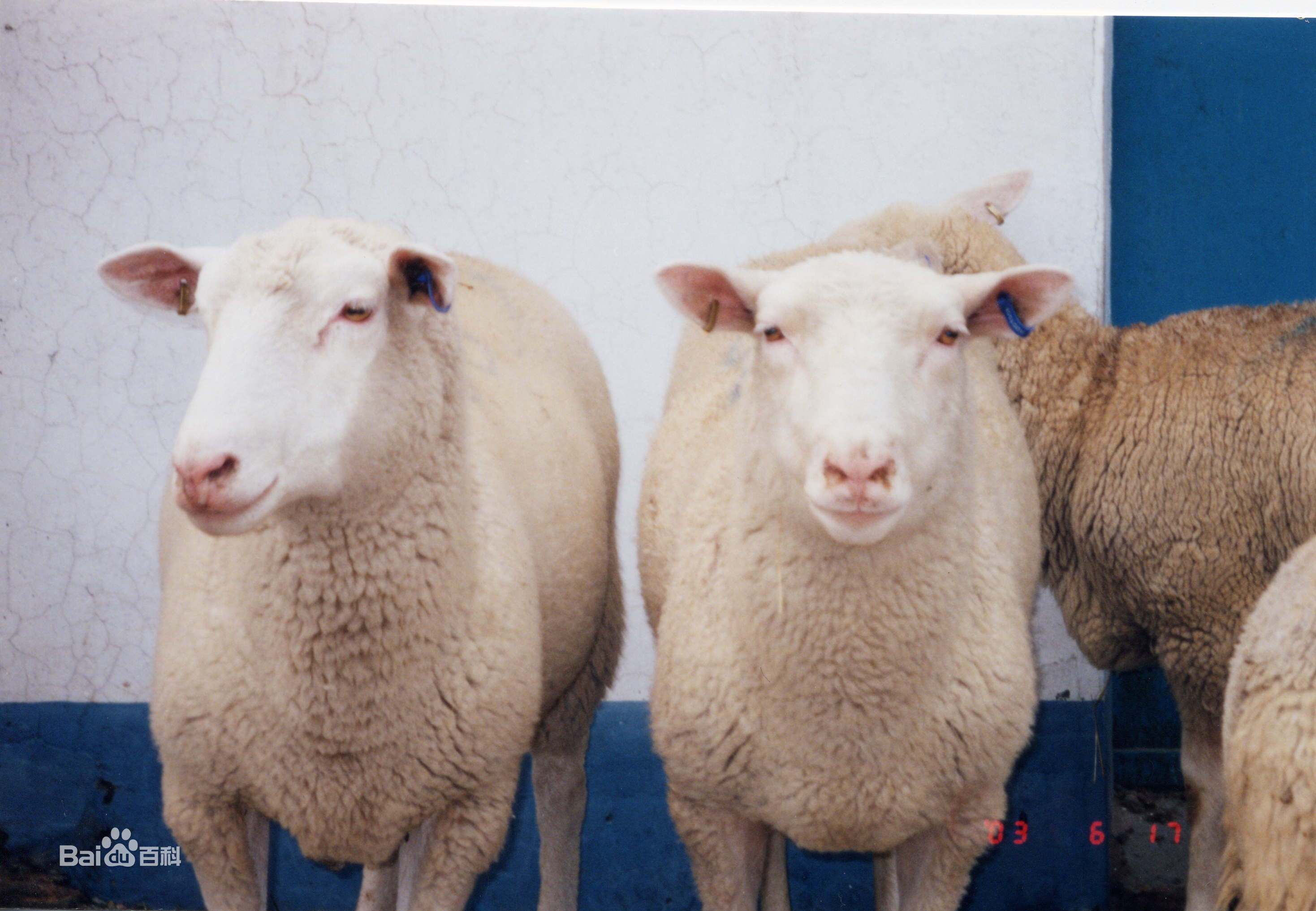 绵羊兽 シープモン sheepmon