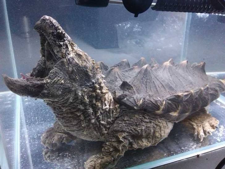 生活 萌宠 介绍一些适合土豪玩家的龟(一) 大鳄龟寿命及长可长达80岁