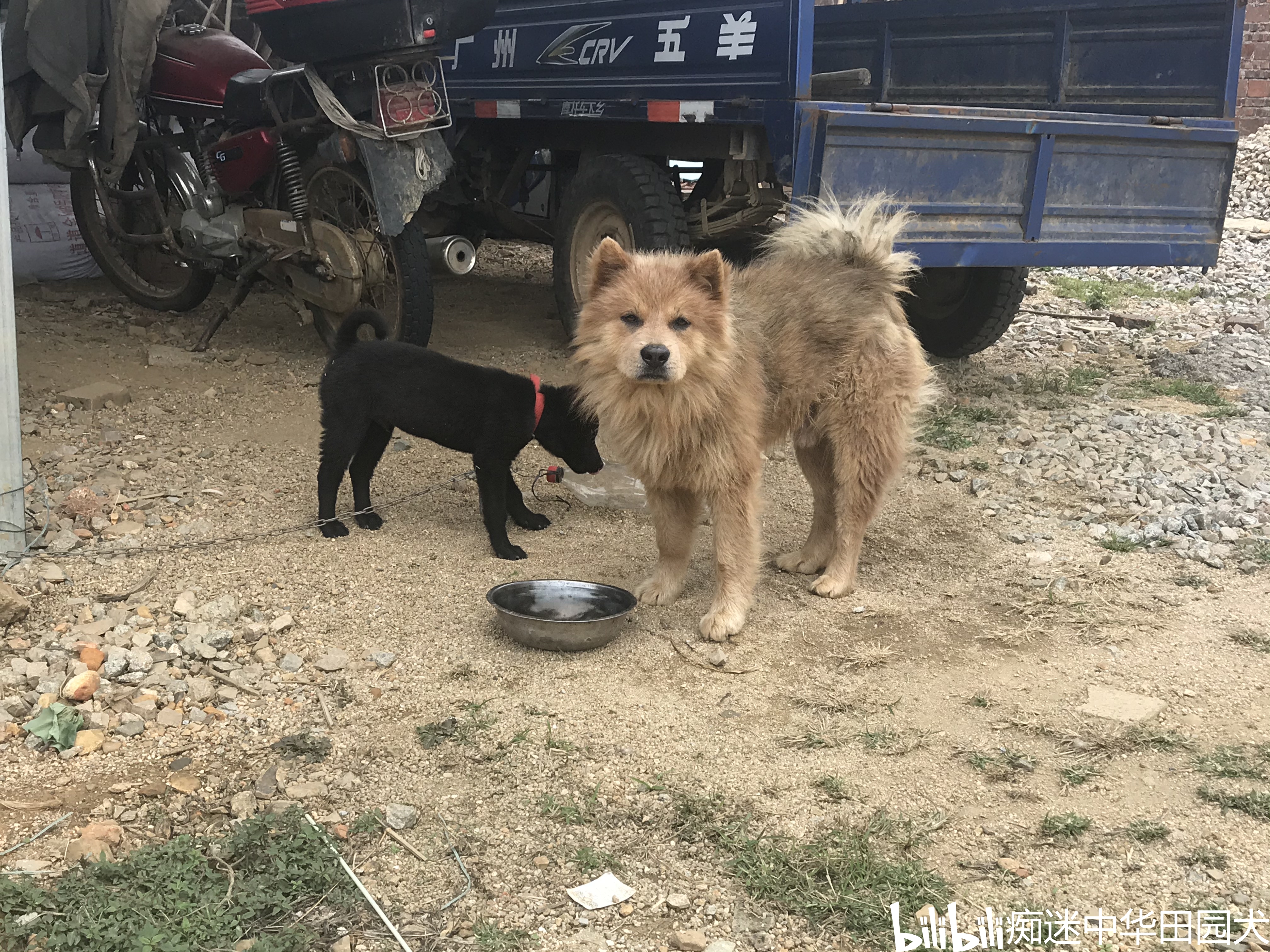一个只为兴趣而生的up主的自述 土松,是也叫松毛狗,狮子狗,是土狗与