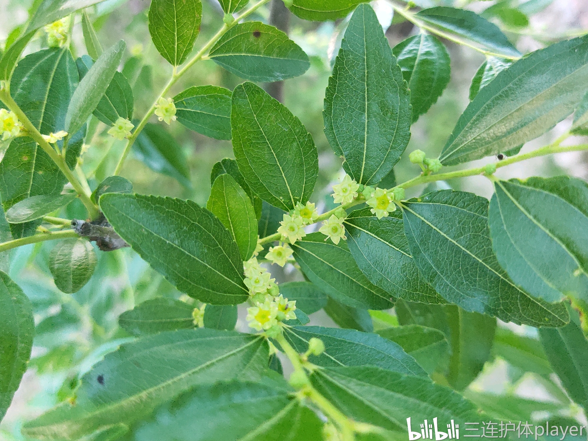 枣树花