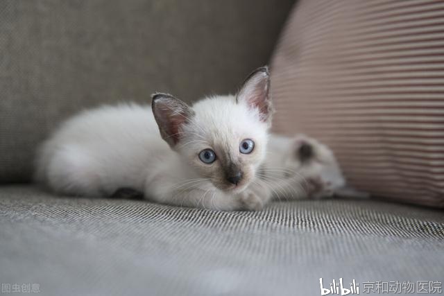 生活 日常 猫咪也可以看面相,不信点进来看看呀 圆脸猫咪通常拥有可爱