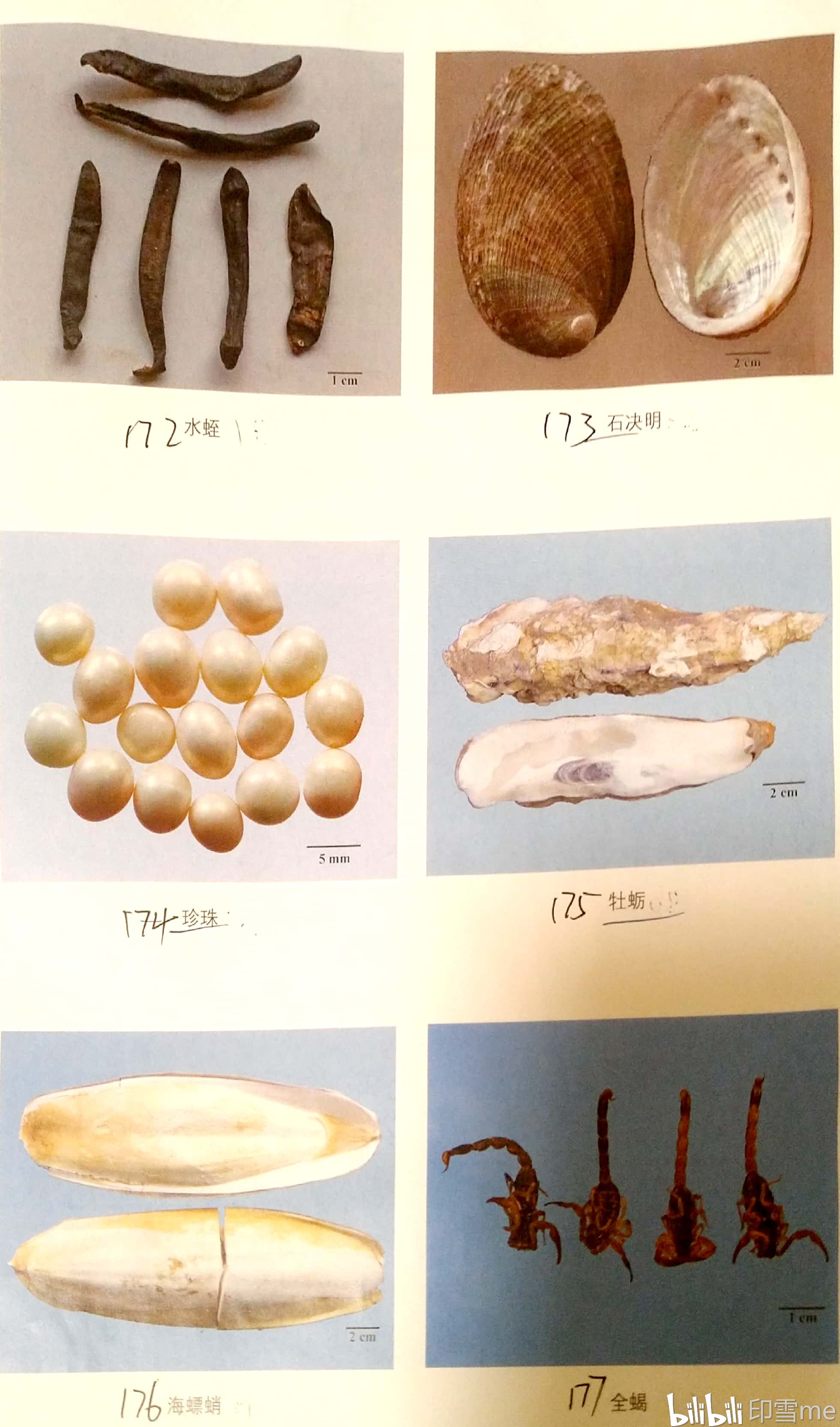 扁平长条 22个环节 头部红 20个背板 绿色 土鳖虫 雌虫干燥体 桑螵蛸