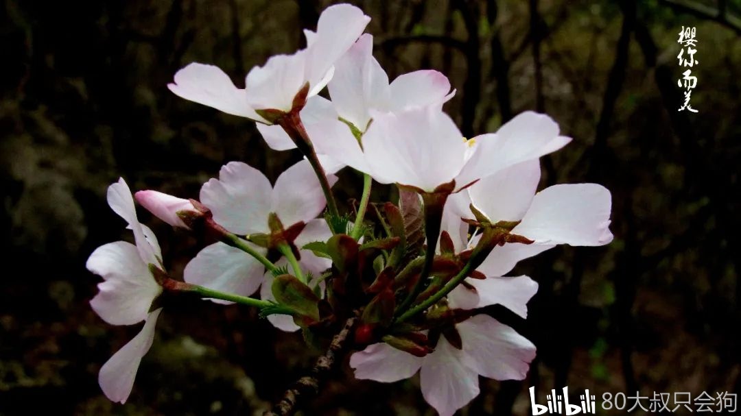 山樱花的花梗和花柱