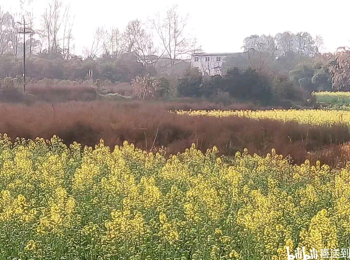 春天耀眼的乡村油菜花自然风景图片油菜花自然风光图片8张壁纸拍摄