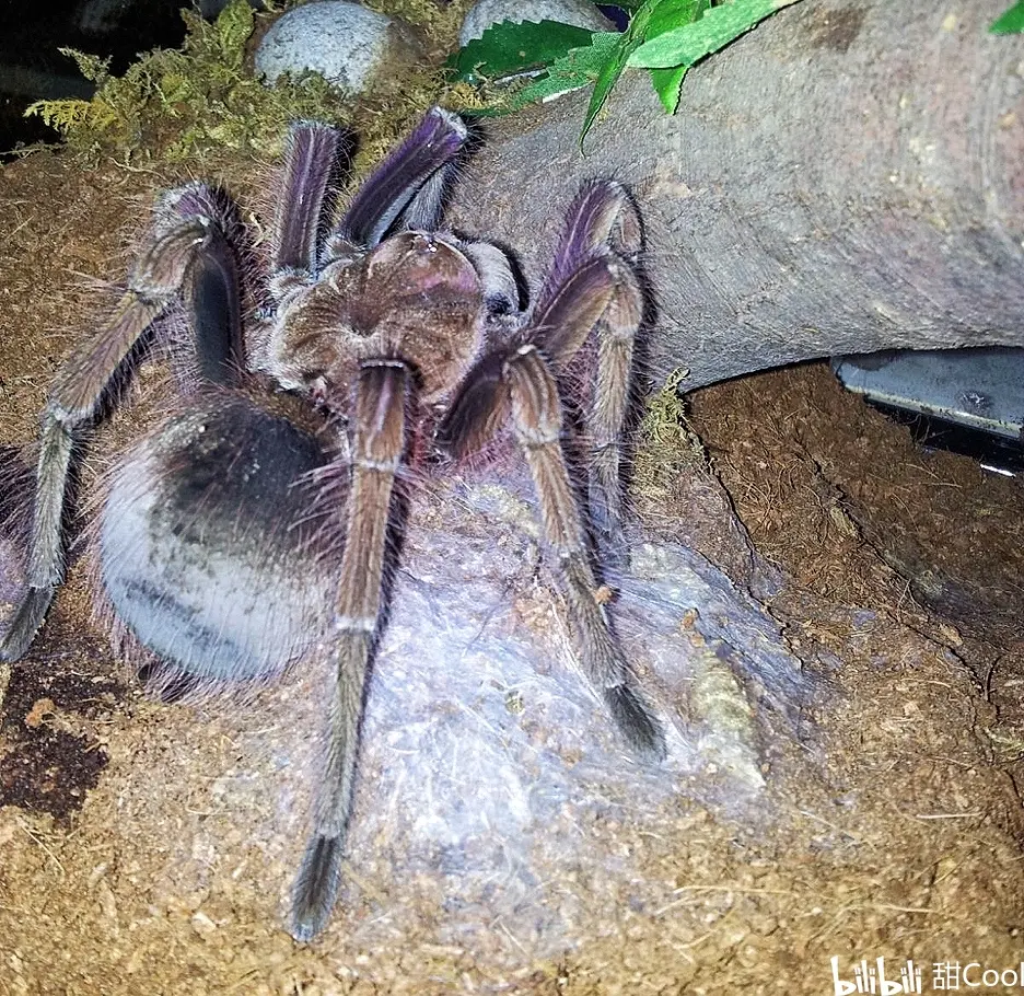 捕鸟蛛科普:长腿巨物!t属三巨头之一【ta委内瑞拉巨人粉红脚】