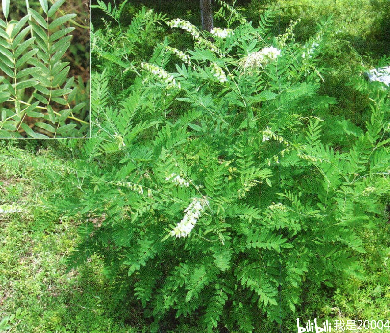 【来源】:为豆科植物苦参的根.