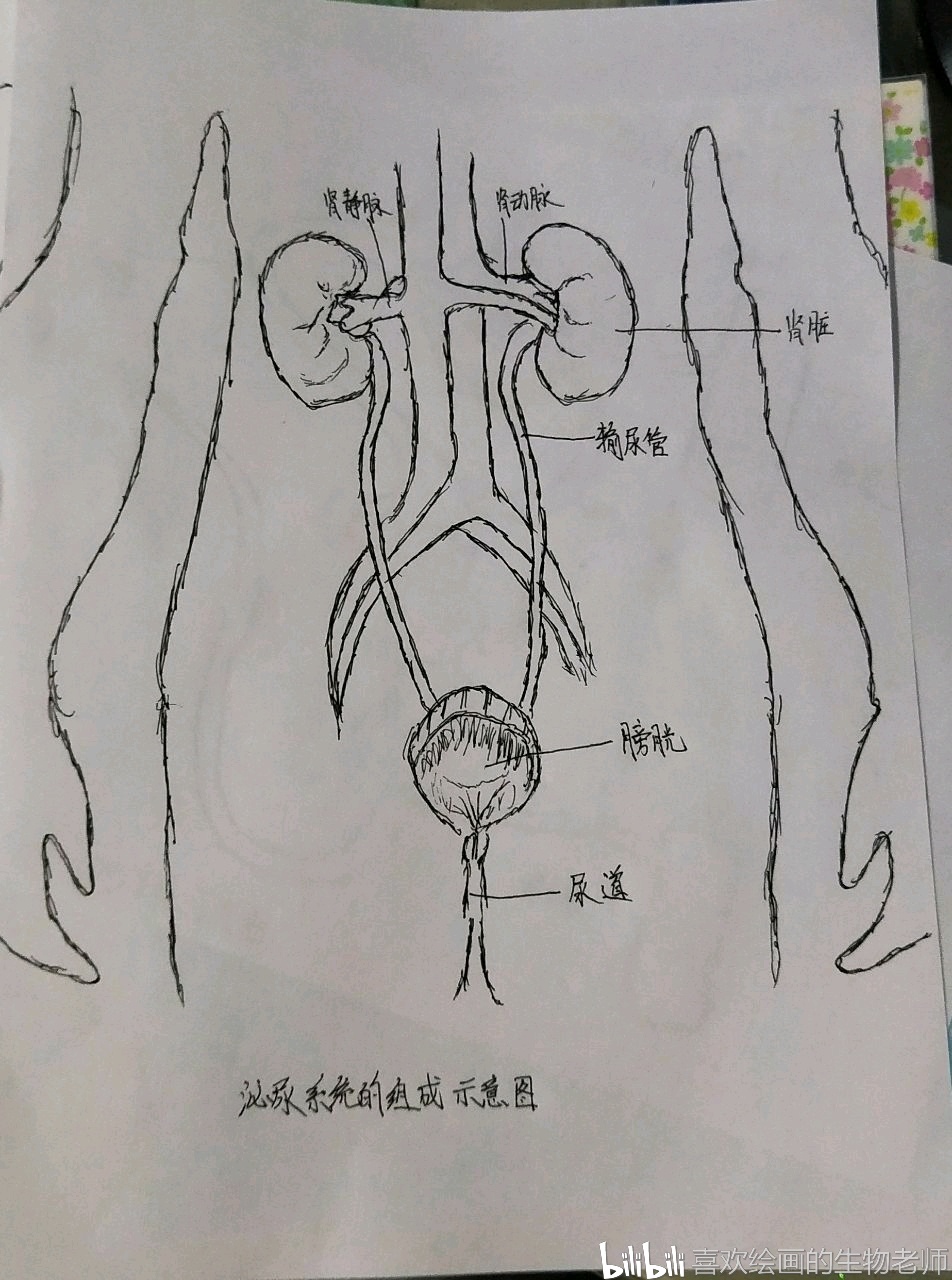 在绘画中学生物系列4泌尿系统