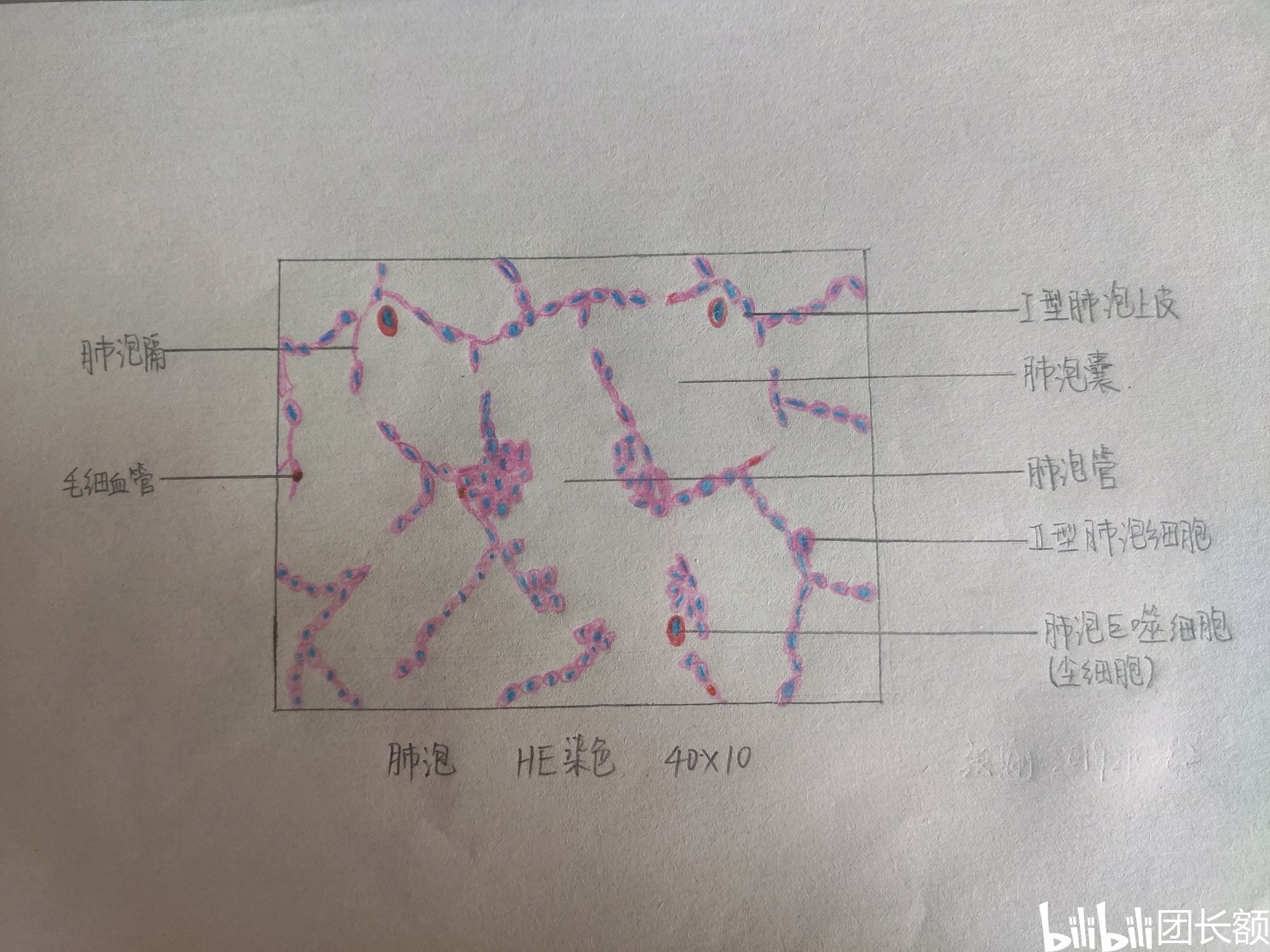 组织学与胚胎学实验报告(组胚)