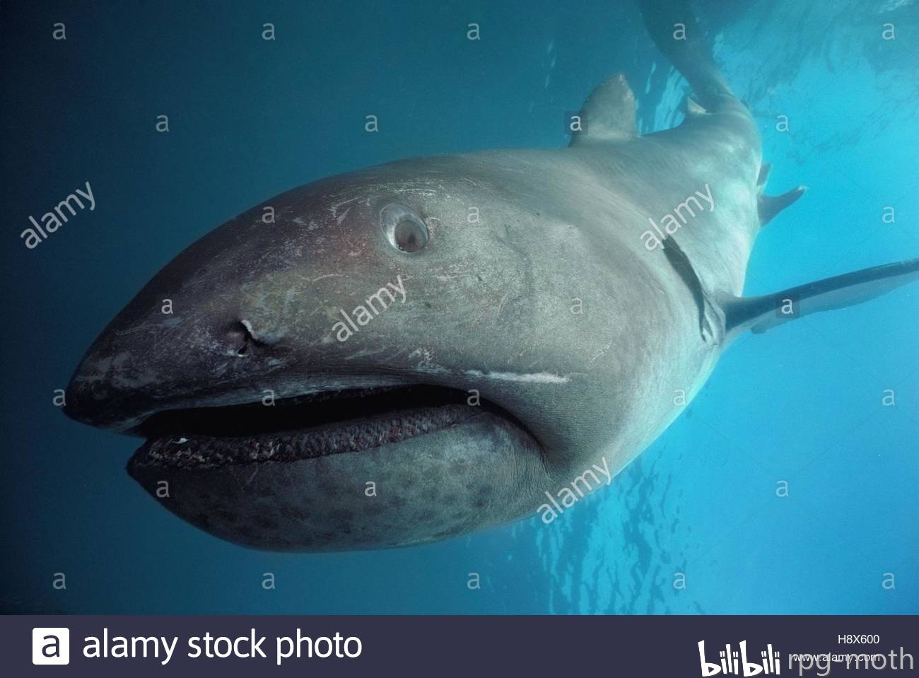 巨口鲨megachasma pelagios,注意大量的小牙齿,每侧远远超过18颗的