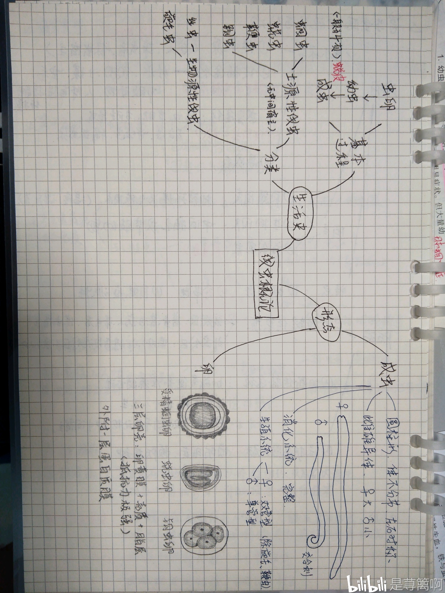 人体寄生虫学——线虫篇(蛔虫,钩虫)——手绘 笔记