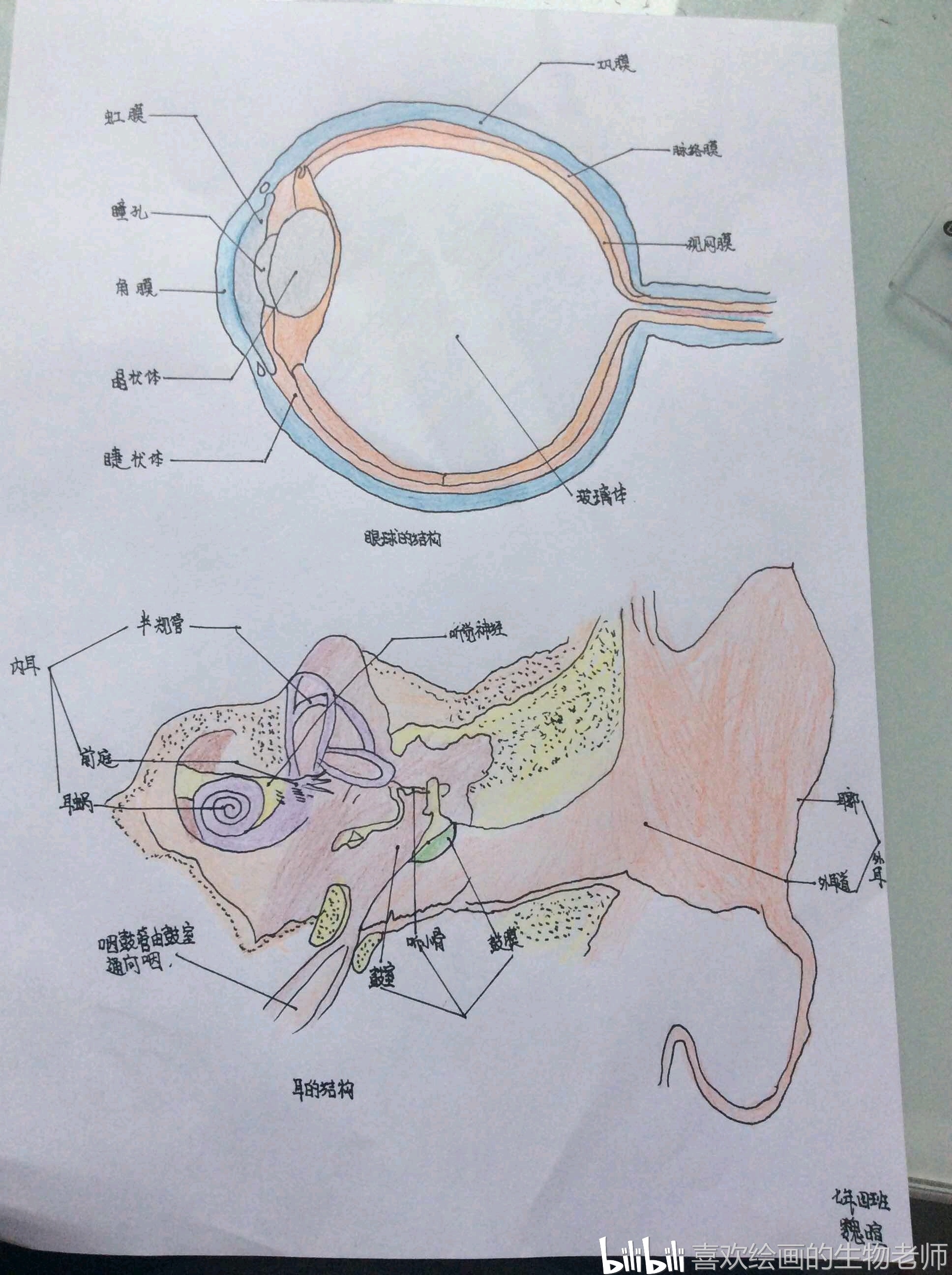 在绘画中学生物系列(5)——眼球和耳的结构