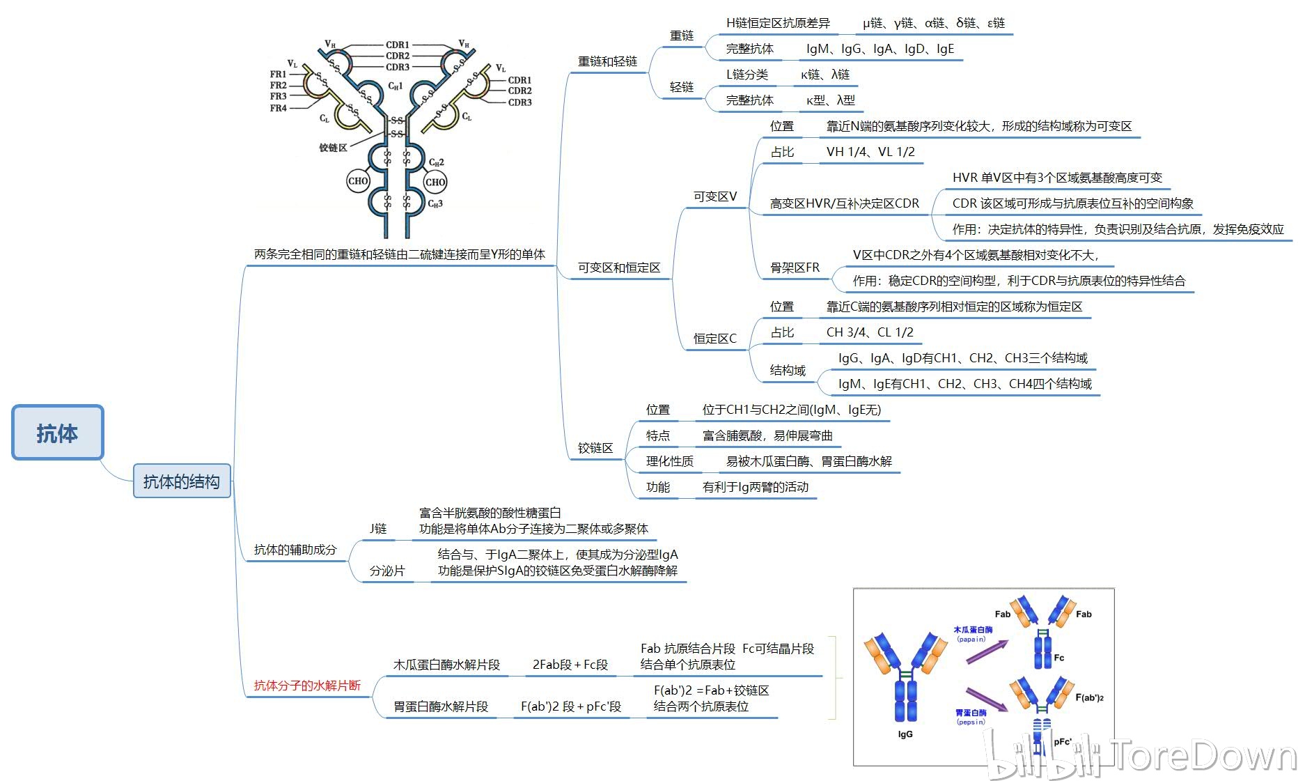 医学免疫学(上篇) 思维导图