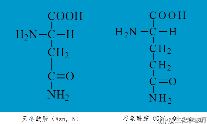 天冬酰胺(asparagine,asn)和谷氨酰胺(glutamine,gln)可以看作上面