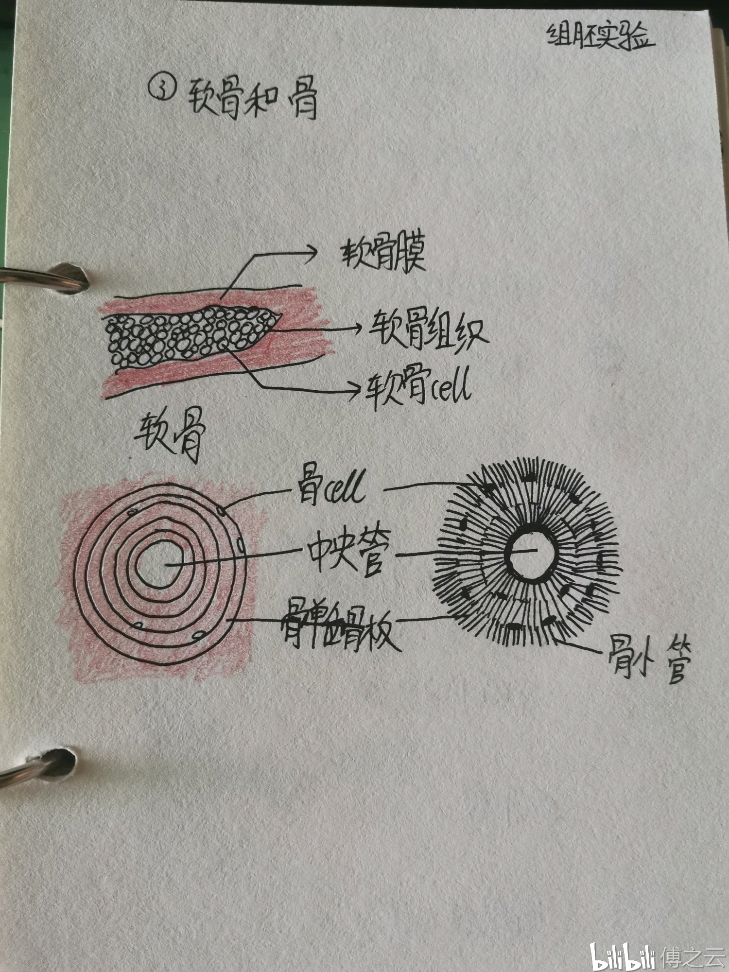 组胚实验图(自画)