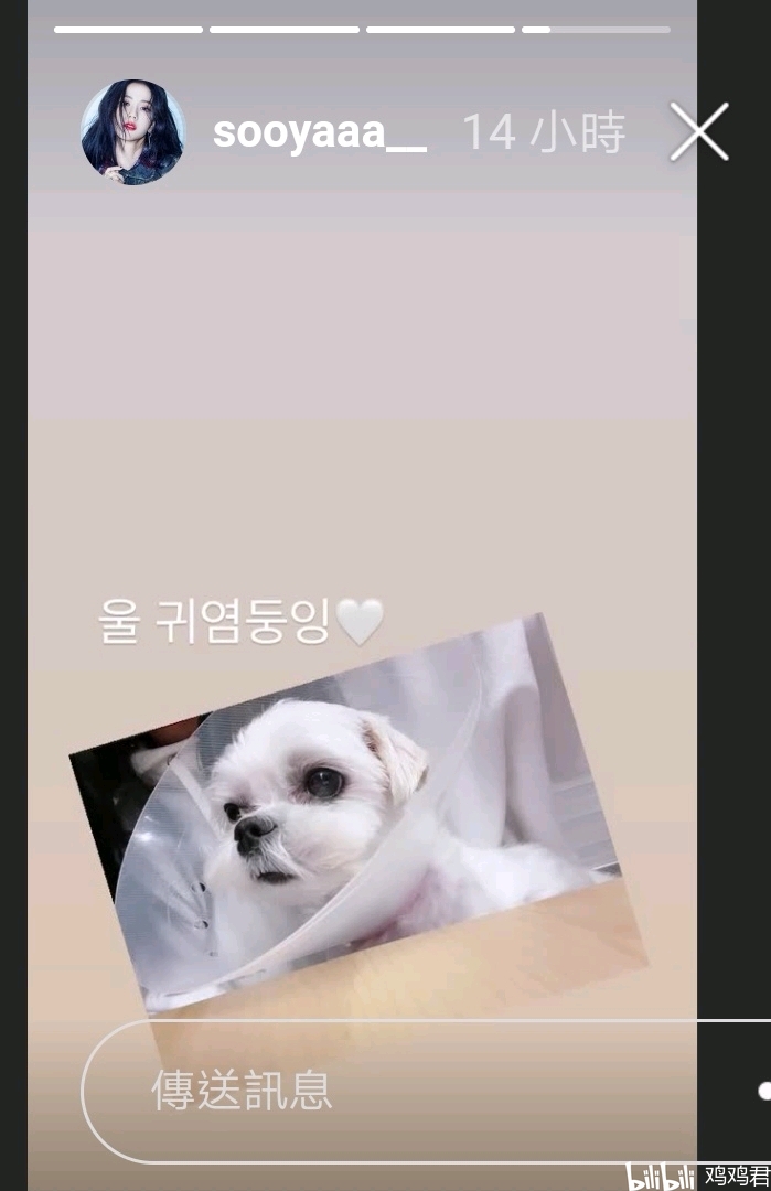 blackpink12月lisarose狗狗分享hankjisoo和朋友逛街