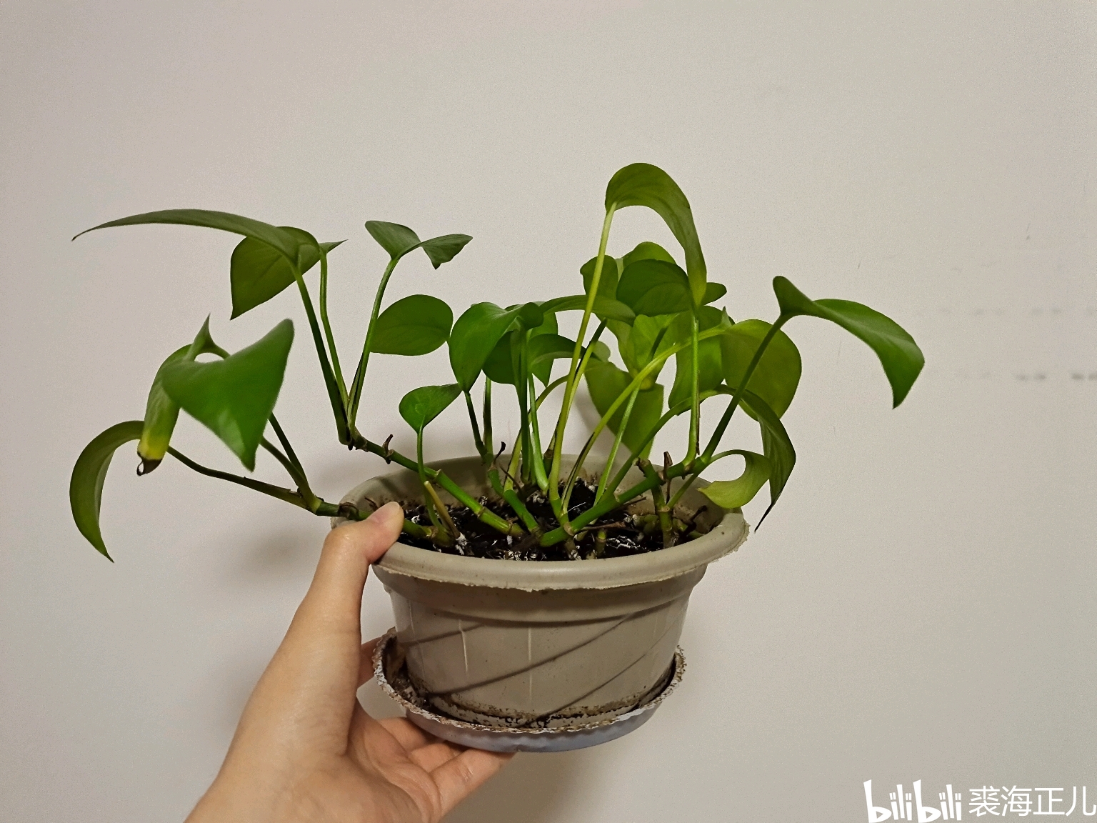 怎么养花养不死 1633030bd300d9215973ecdbc40cd5397c2617ad.jpg