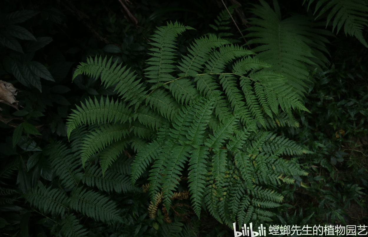 白桫椤sphaeropteris brunoniana