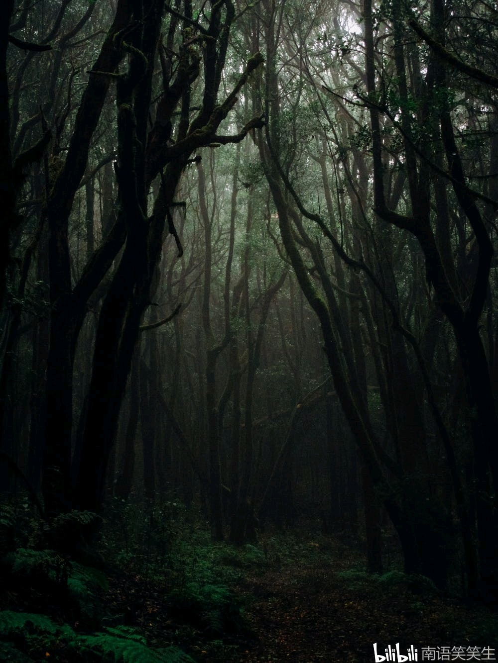 《白夜幽魂》第一卷:第10章 诡异的死亡森林