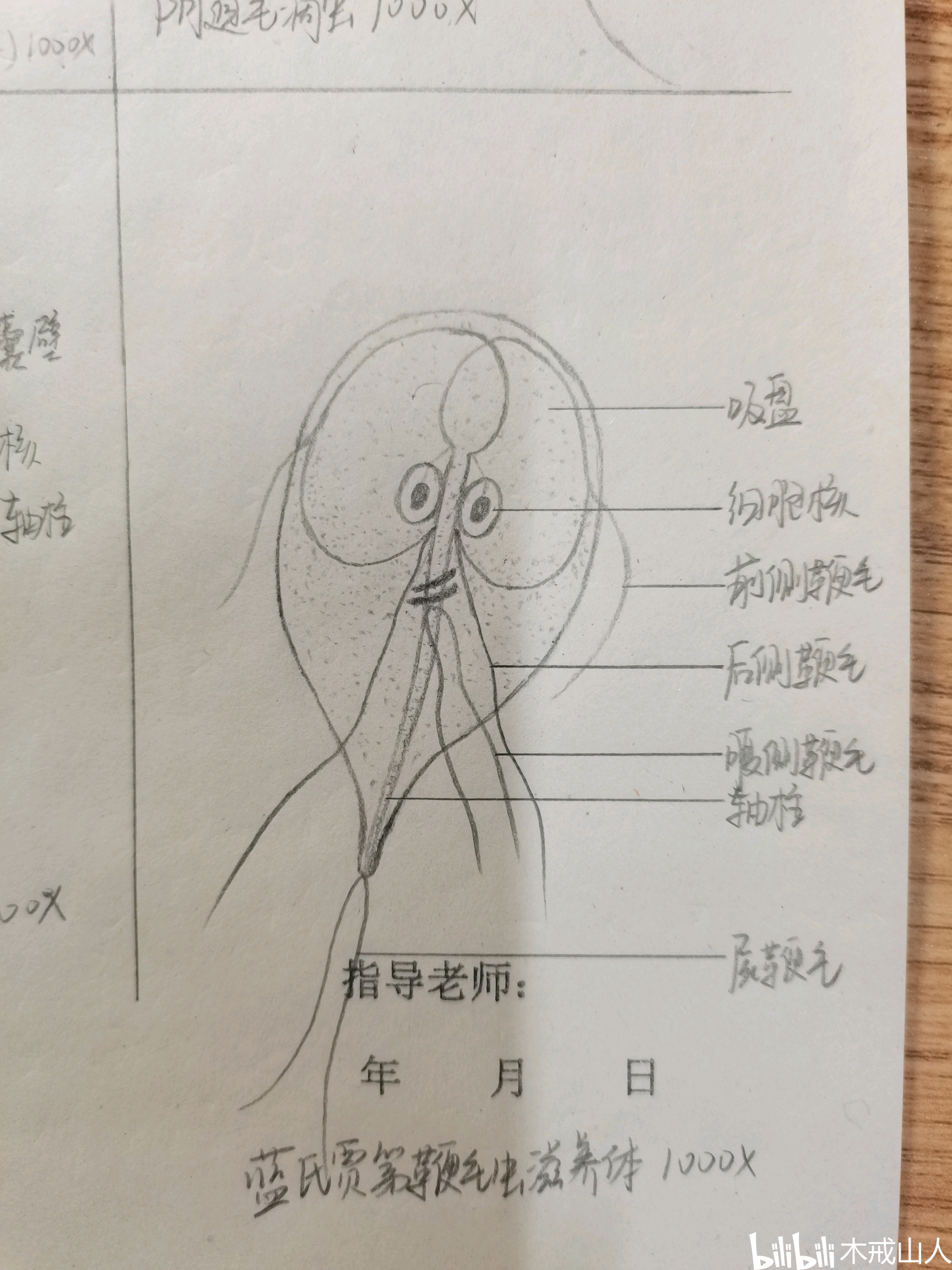 蓝氏贾第鞭毛虫滋养体 1000×