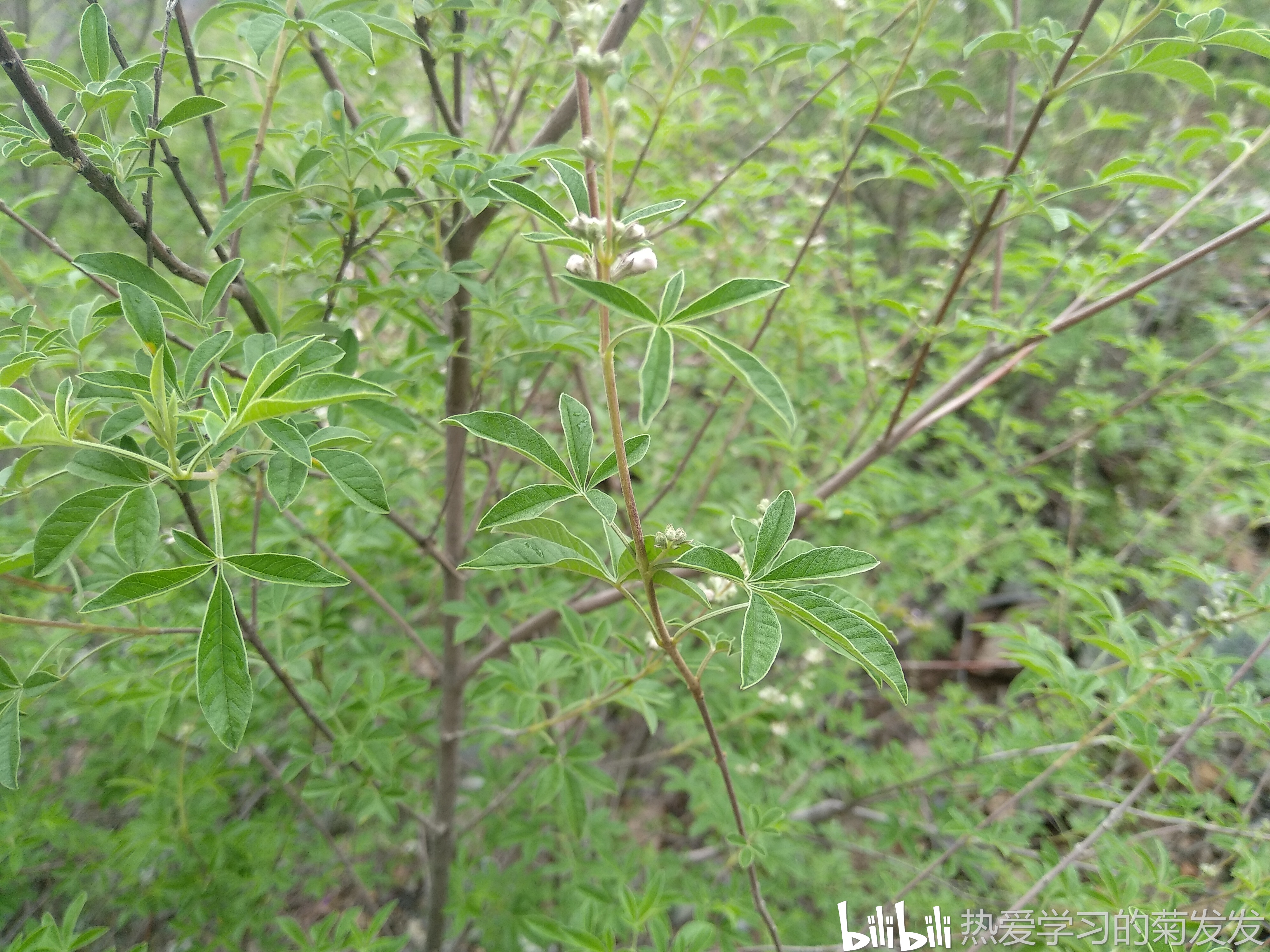 马鞭草科 牡荆属 小叶荆 vitex negundo var. microphyll