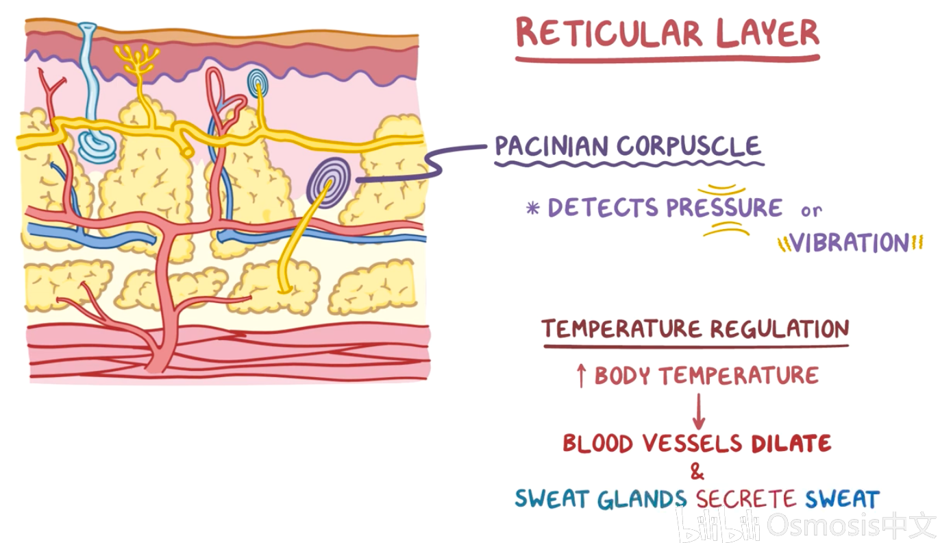 pacinian corpuscle