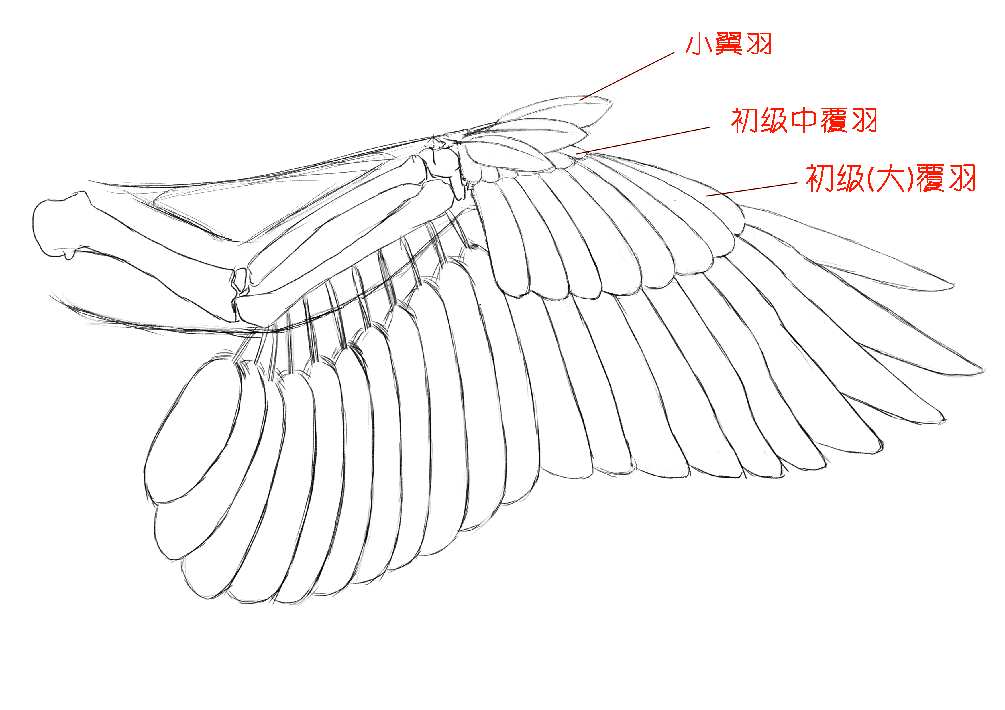 啃鸡翅膀时我们肯定有注意到鸡翅尖上有个突出的小手指(可以理解为未