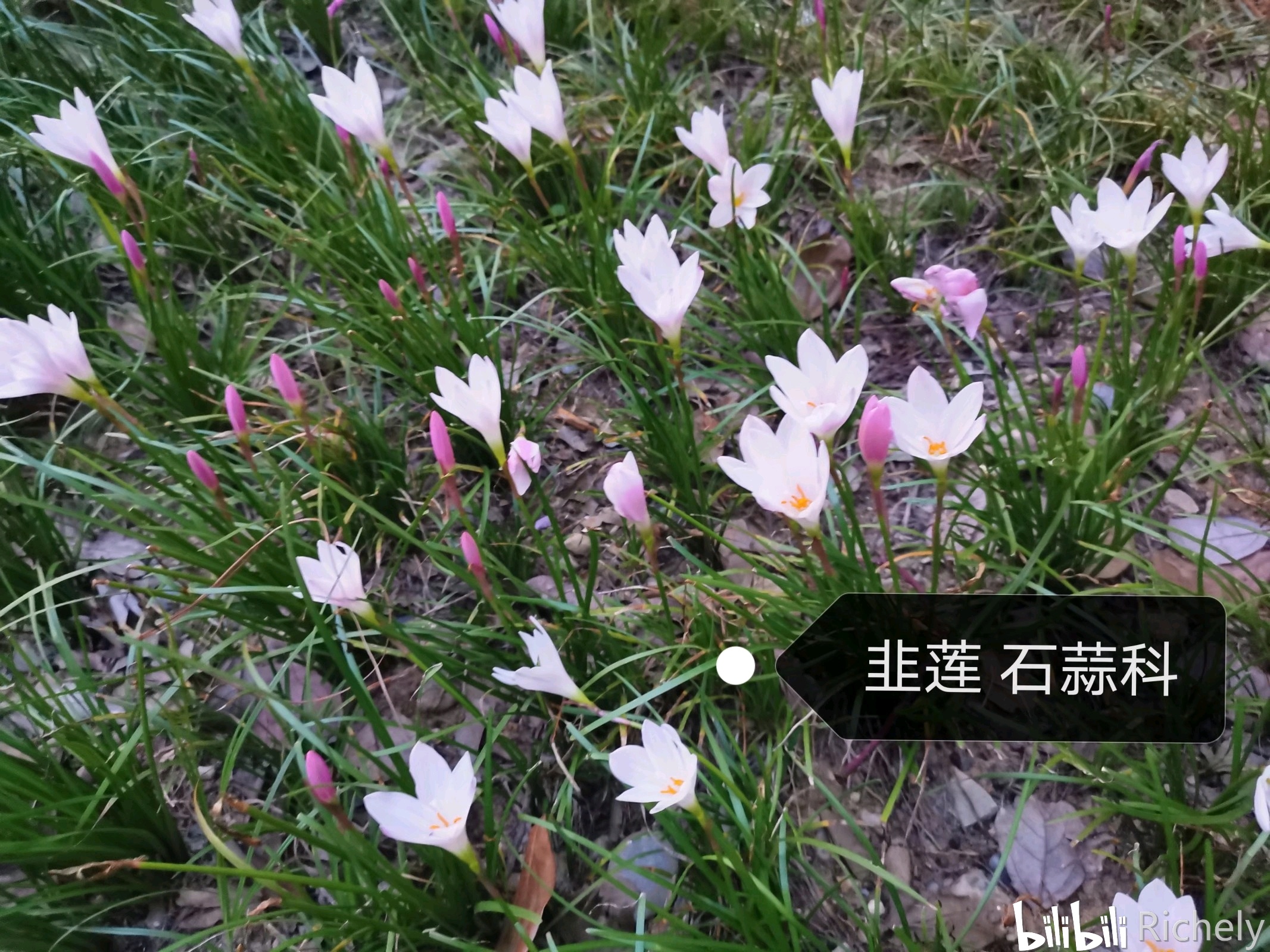 顺便一提,韭菜(韭)是百合科的.