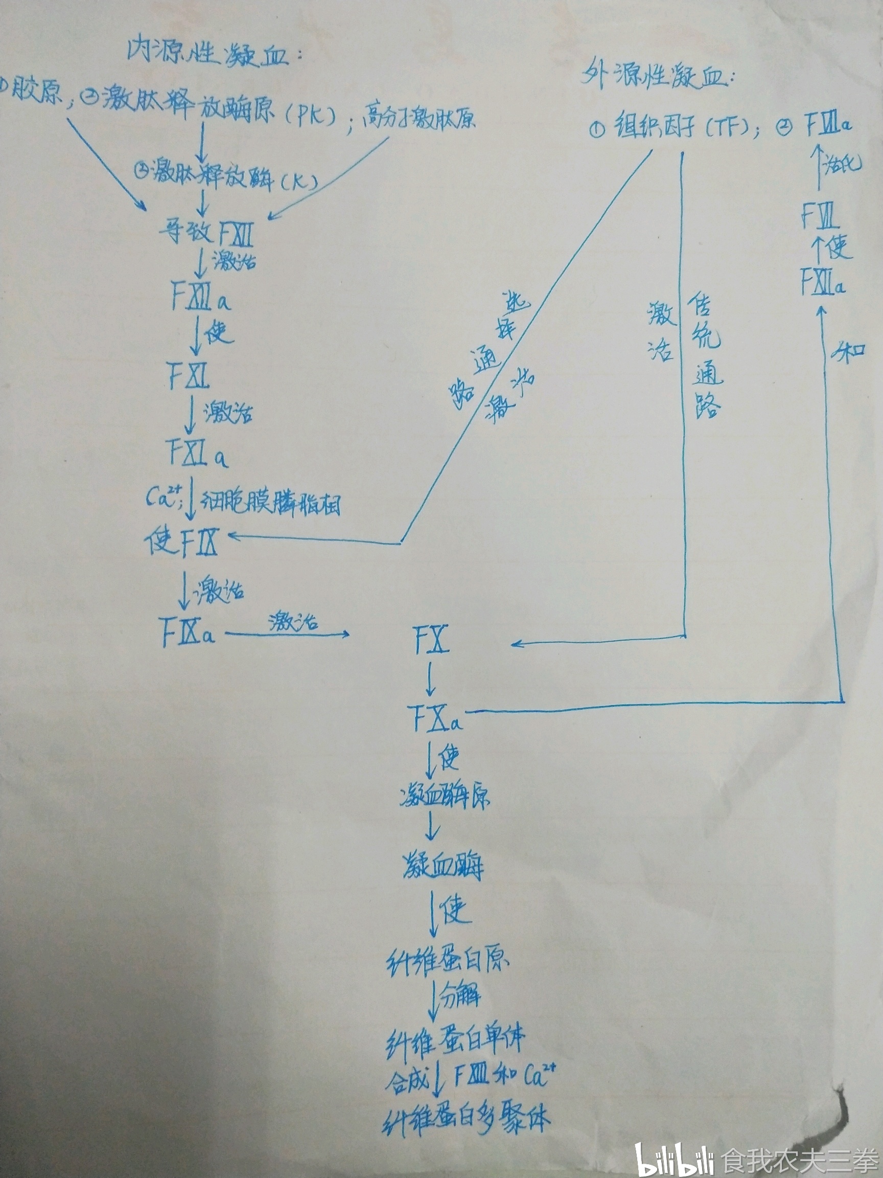 ①血友病: 凝血因子八,九,十一缺乏,内外源性凝血的凝血酶原合成