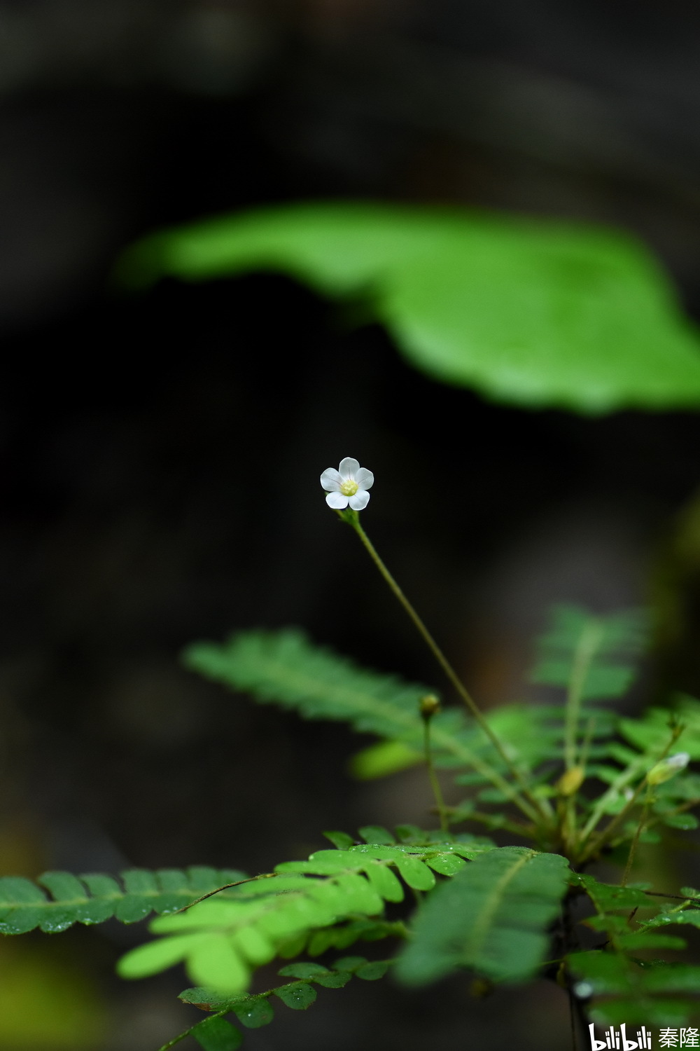 【微观花指南】·景东之夏