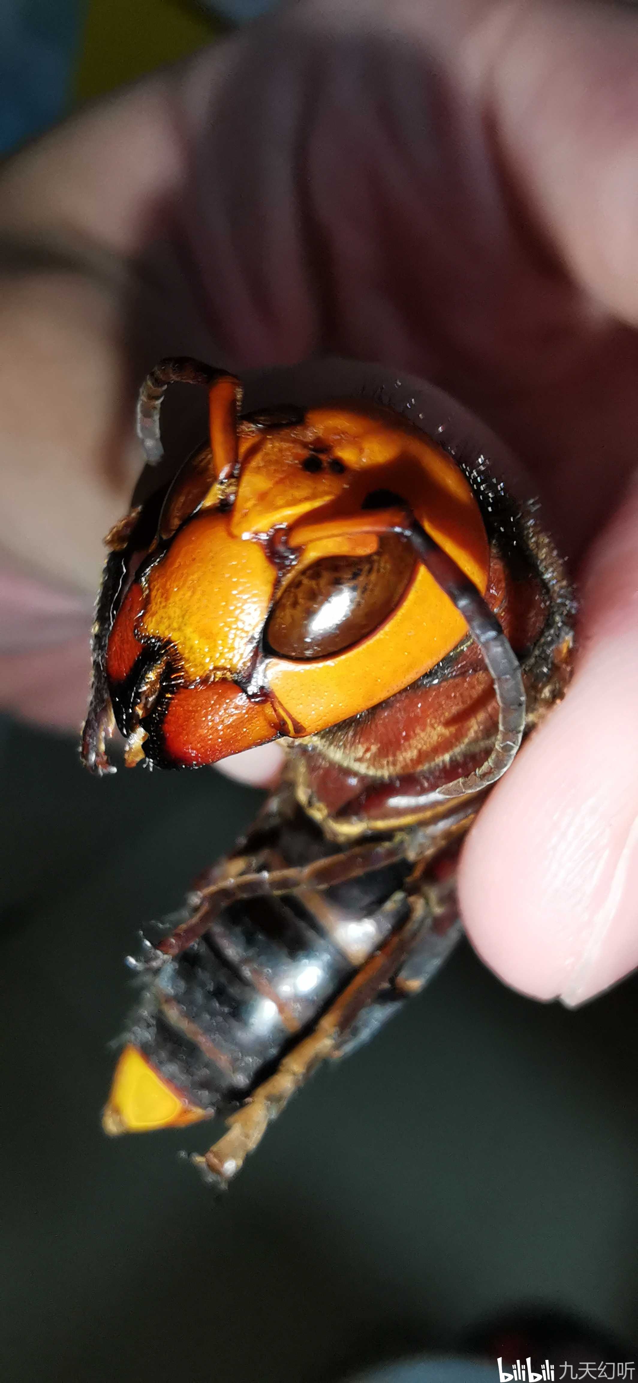 金环胡蜂,又叫日本大黄蜂,中华大虎头蜂.