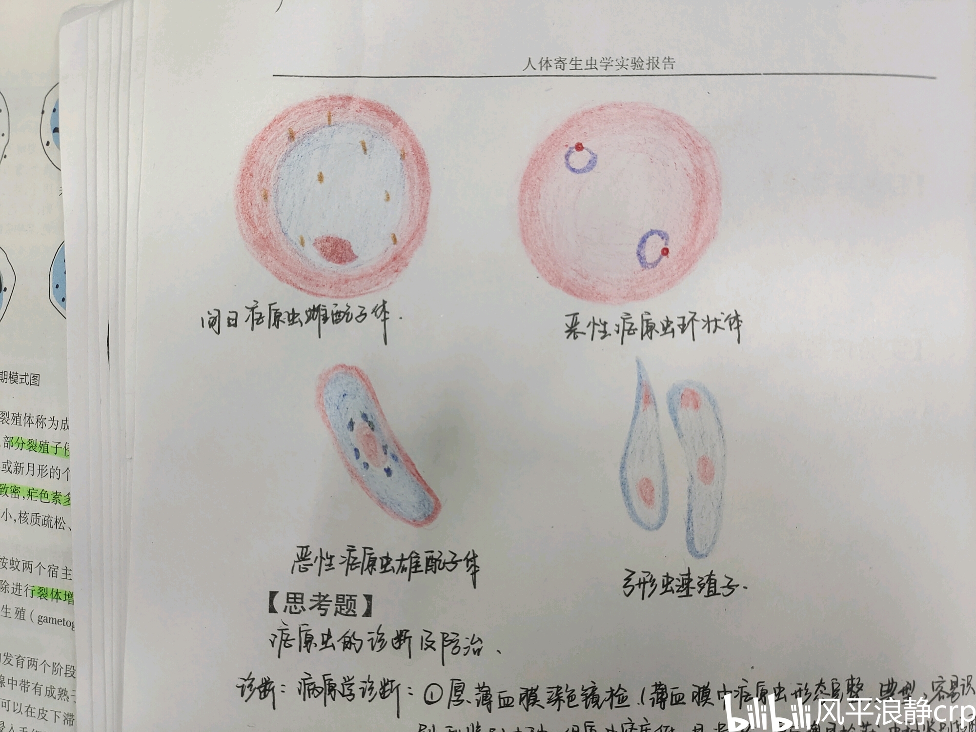 寄生虫学实验报告(完结)自己画的,不许转载.(仅供参考