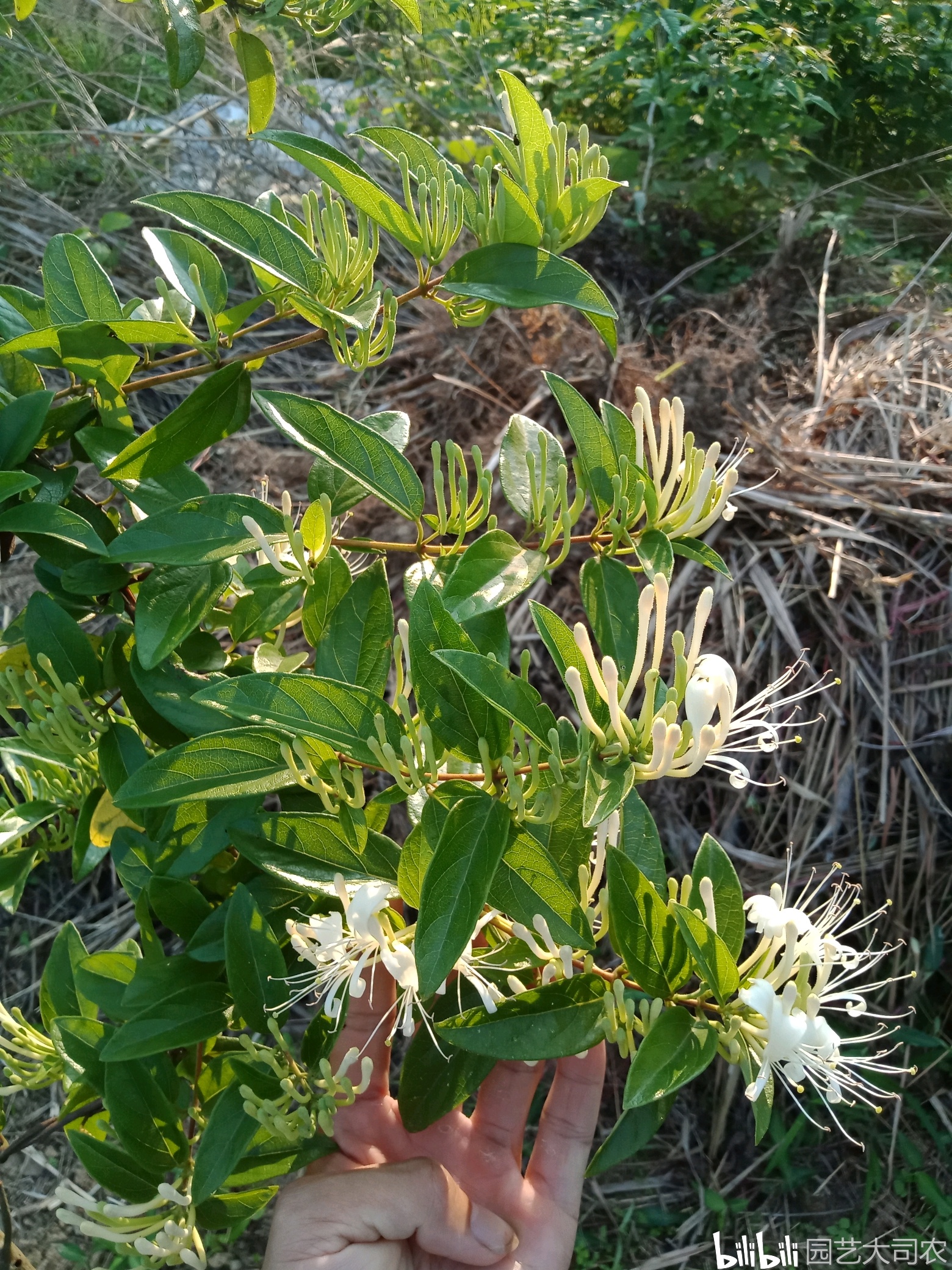 00山上已经很难见到野生金银花了.