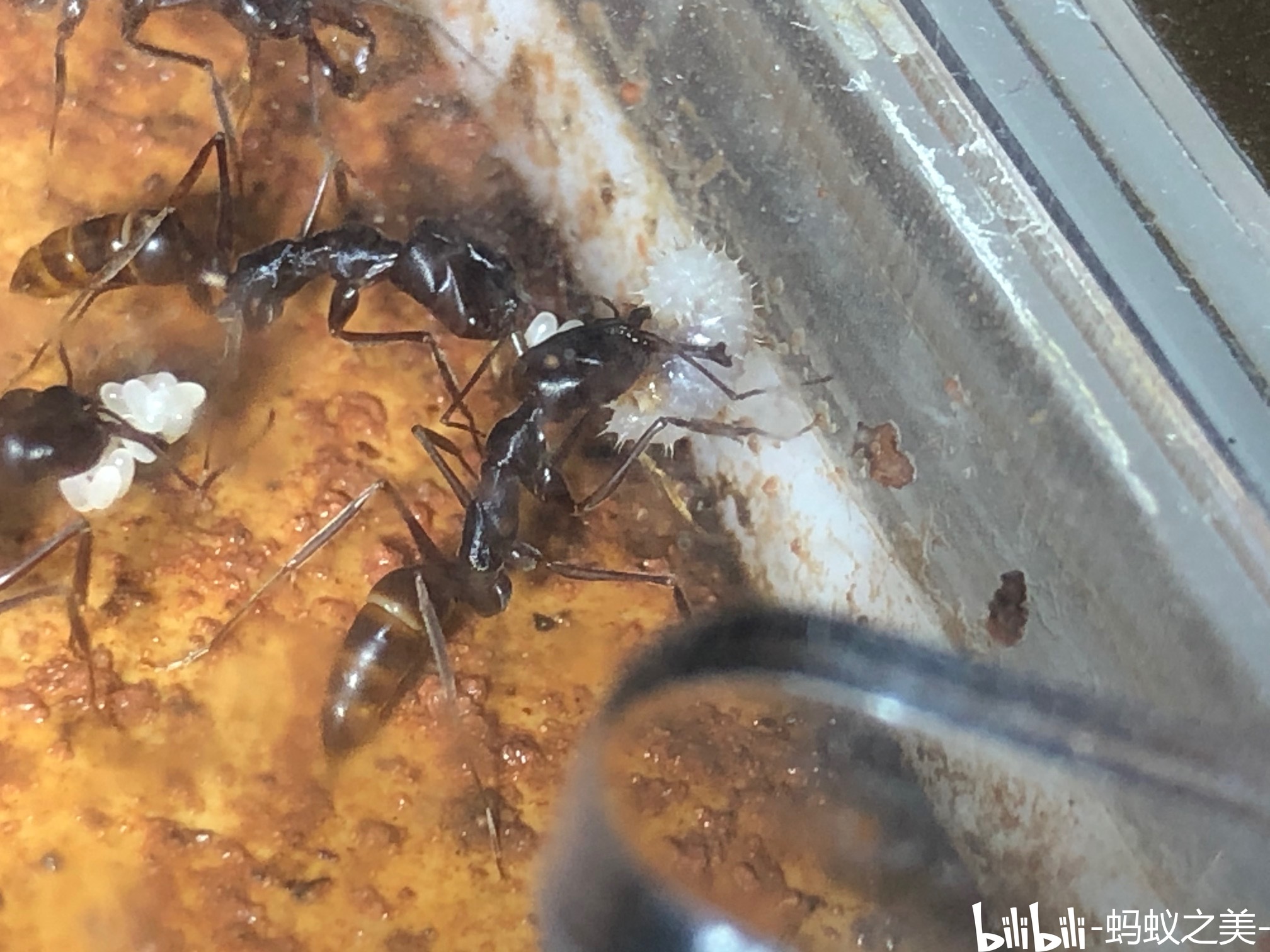 采集与饲养经验汇总 上面也提到了不同地区大齿猛蚁饲养难度差异很大