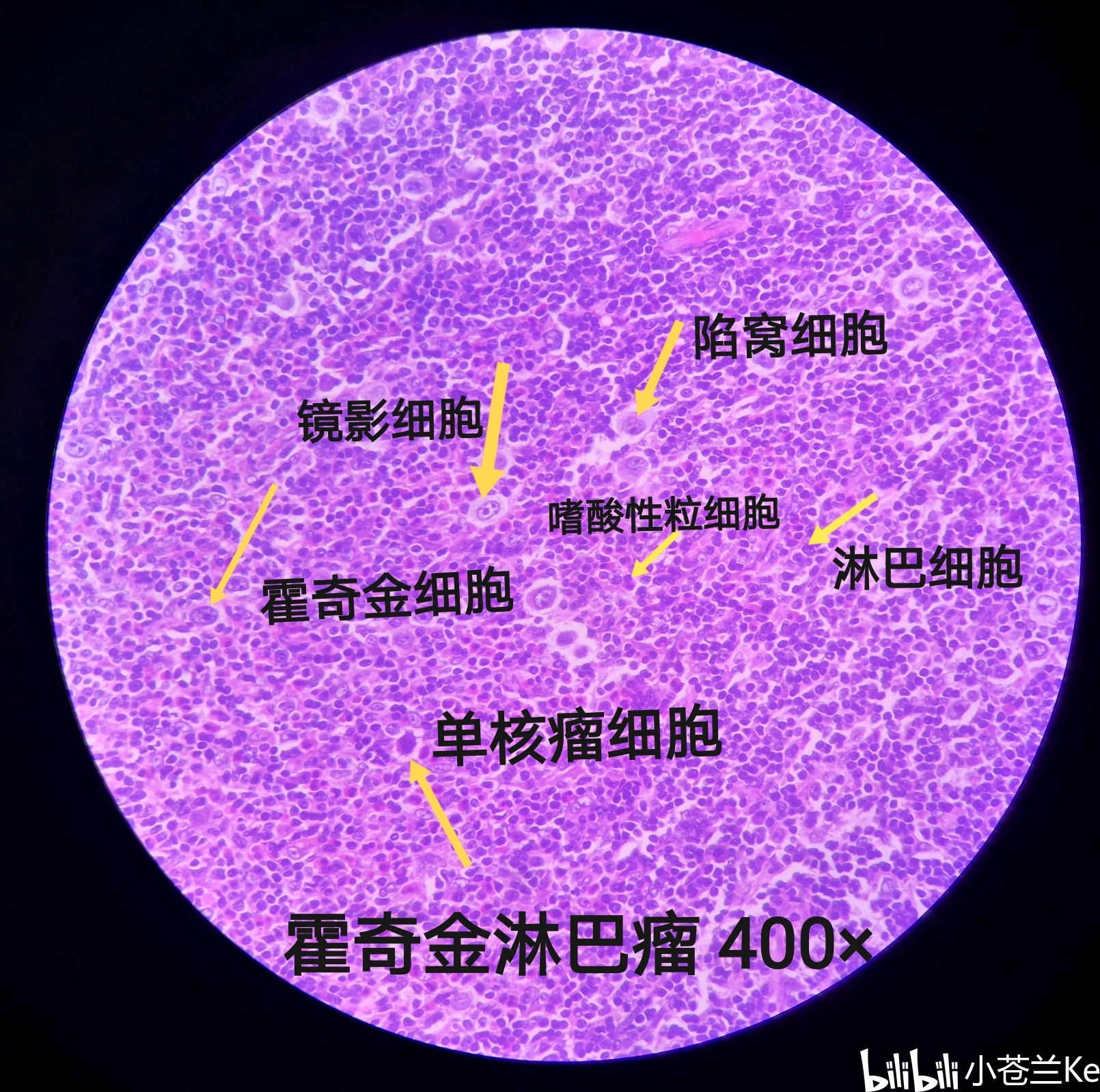 病理学实验切片