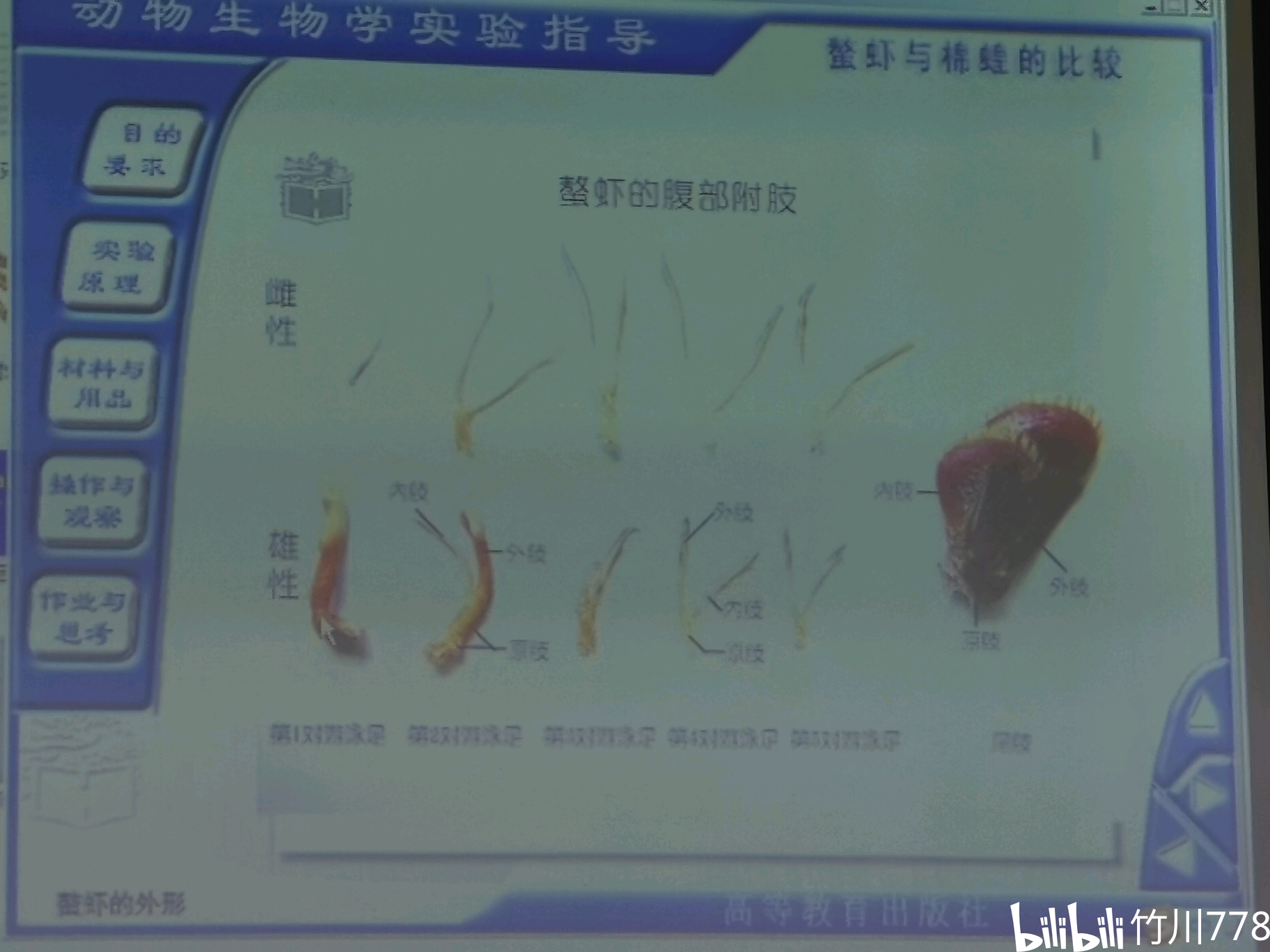 动物学实验(克氏原螯虾的解剖)