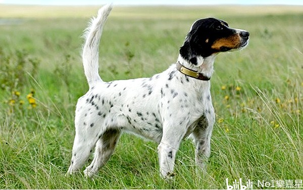 优雅充满活力的英国雪达蹲猎犬englishsetter