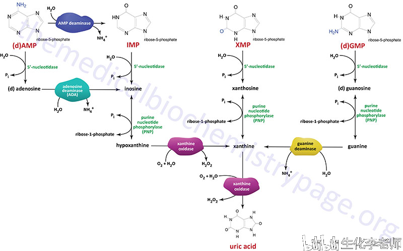 嘌呤核苷酸的分解代谢.引自themedicalbiochemistrypage