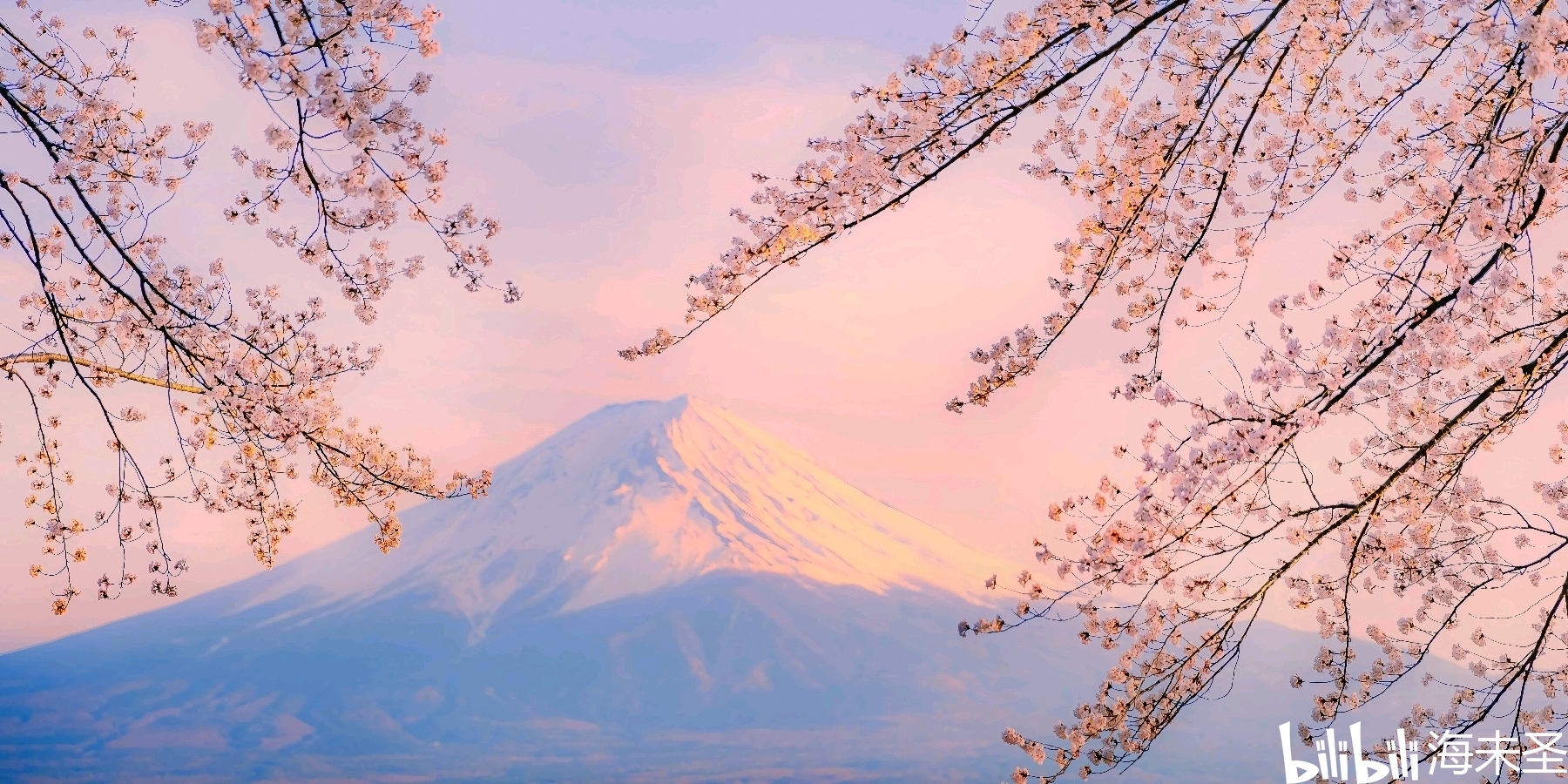 日本樱花