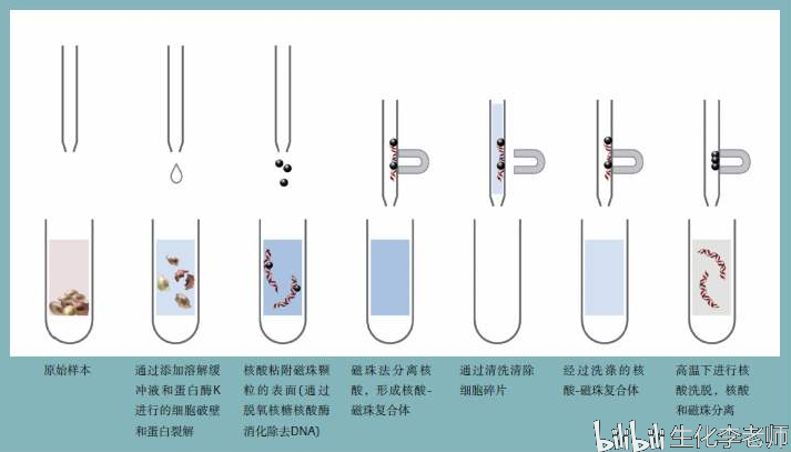 磁珠纯化mrna,引自百度图片