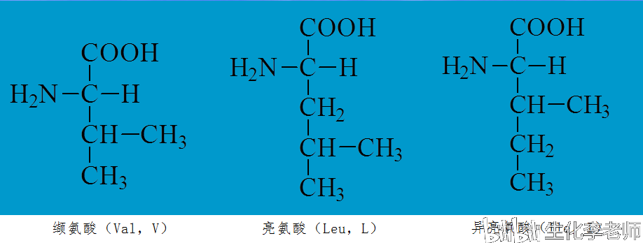 基本氨基酸的一些基本知识:结构,特点与记忆方法(二)