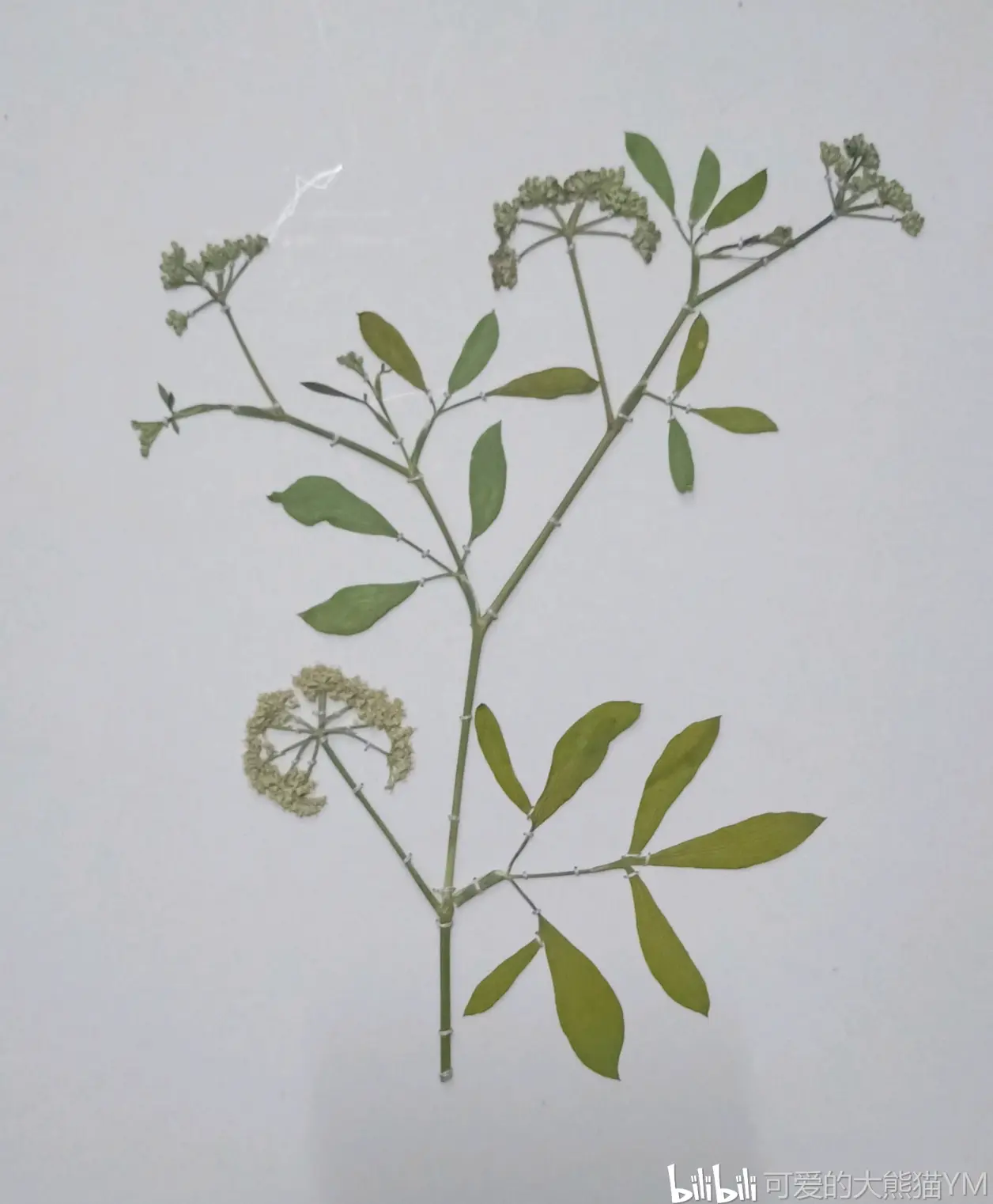 野外实习的成果，植物标本的制作