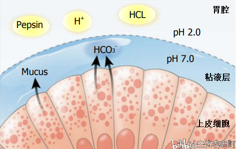 胃黏膜的结构.引自world j gastroenterol.