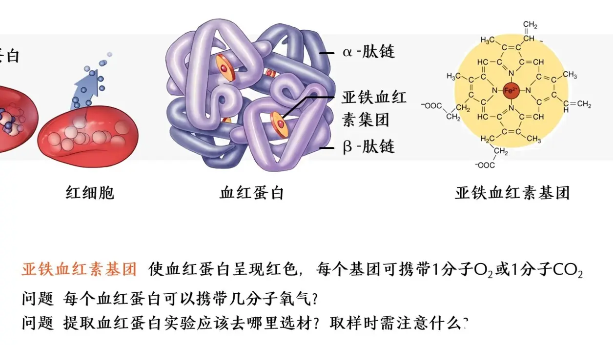 发酵工程篇 414 血红蛋白的提取和分离 一轮复习笔记