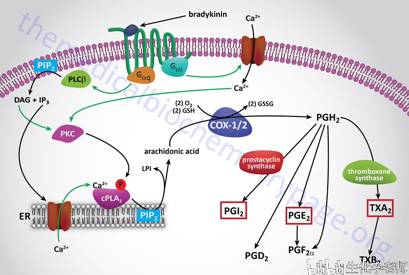 前列腺素和血栓素的合成.引自themedicalbiochemistrypage