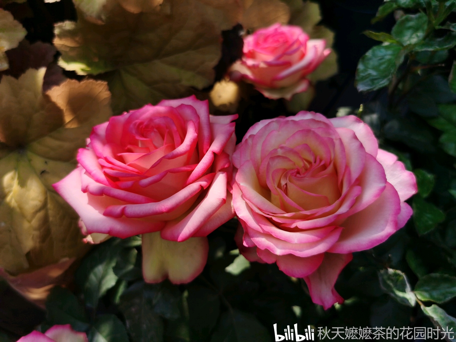 个人养护经验——月季的日常养护